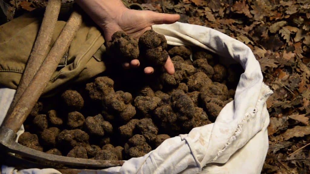 Récolte des truffes 