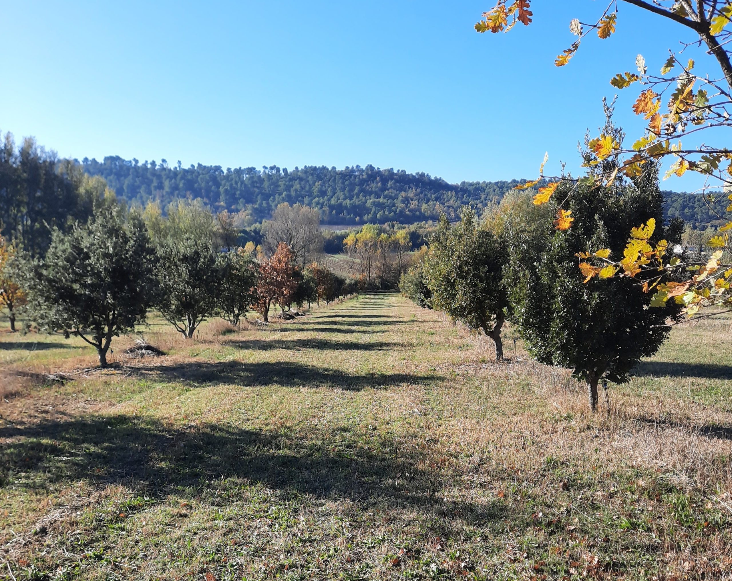Culture de chênes truffiers sur le Domaine de Soulière dans le Vaucluse.