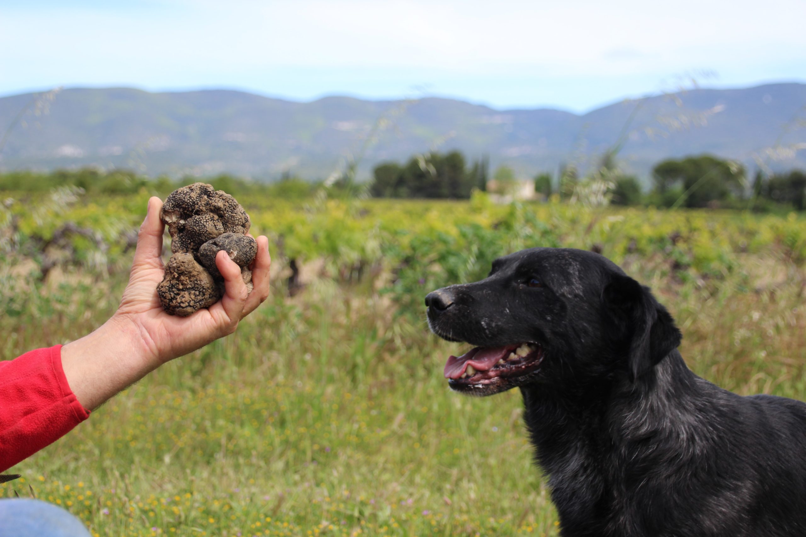 Pierre Jaubert et son chien en plein cavage de truffes sur le Domaine de Soulière dans le Vaucluse.