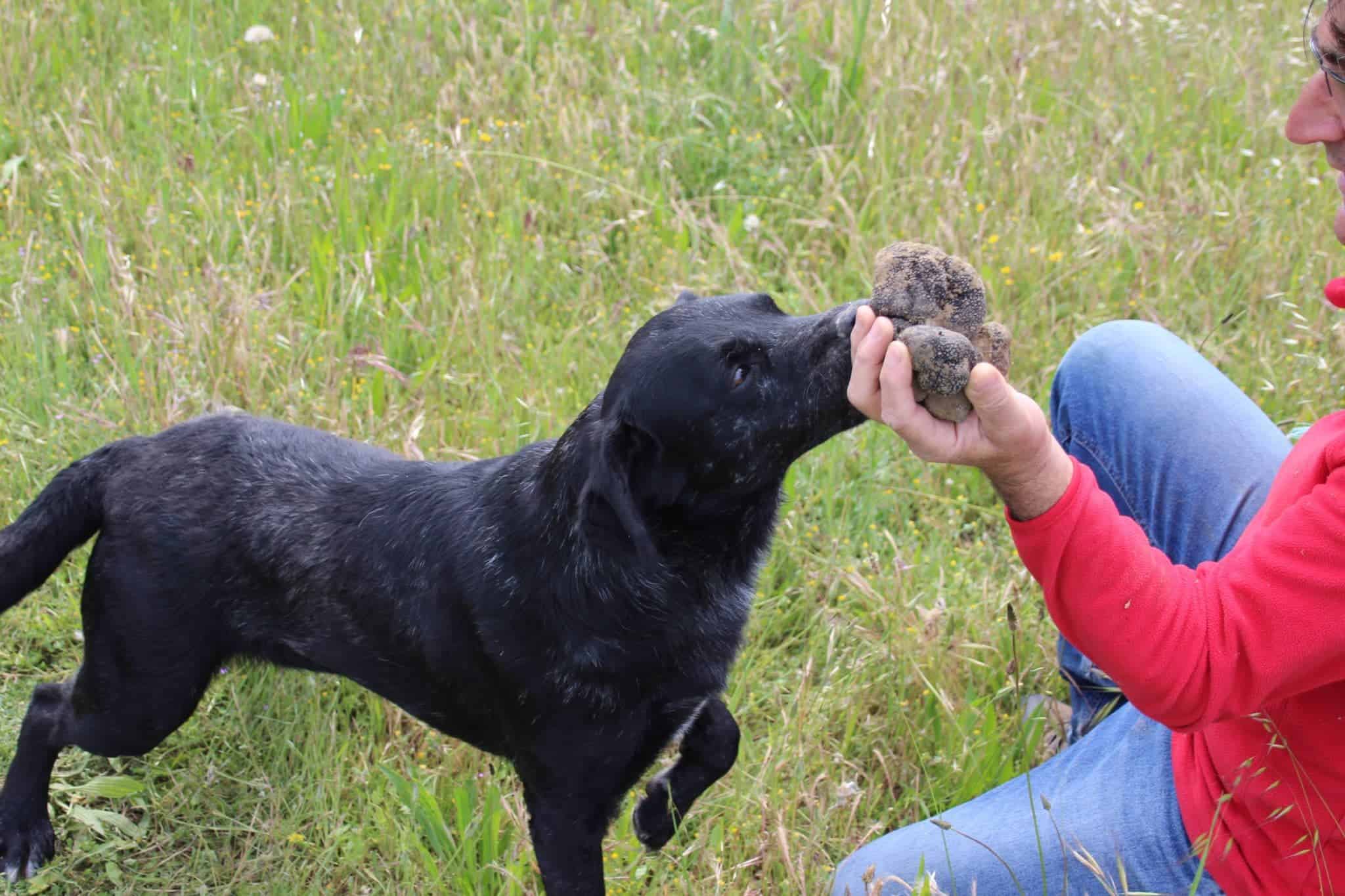 Pierre et son chien en train de récolter des truffes sur le domaine des Truffes de Soulière.