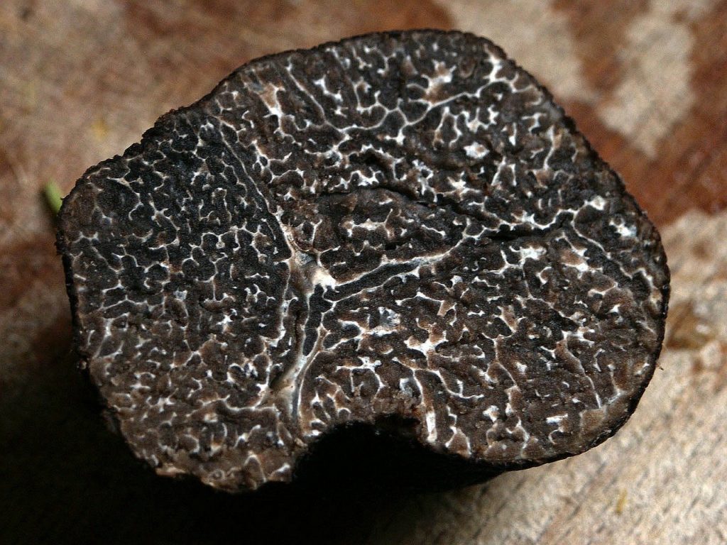 truffe noire ou tuber melanosporum